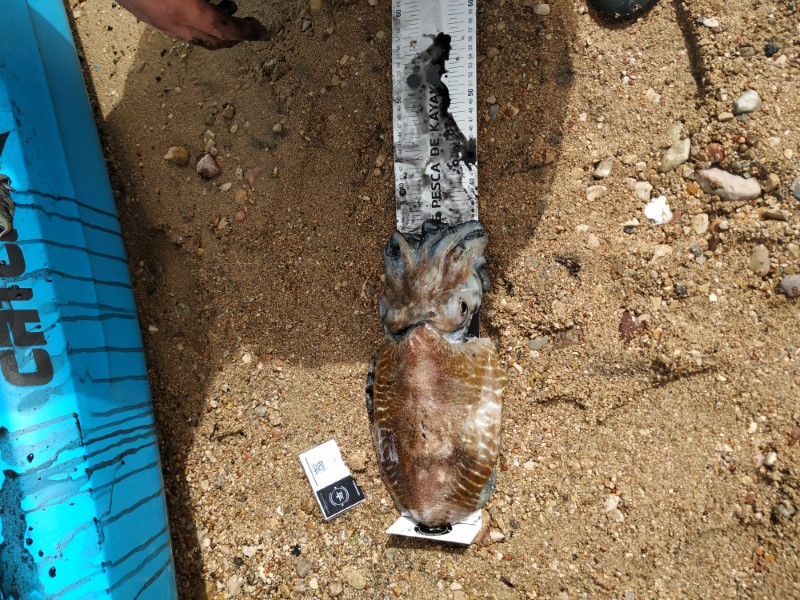 Fish Measure Picture